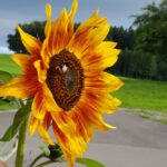 Sonnenblume und Humbel